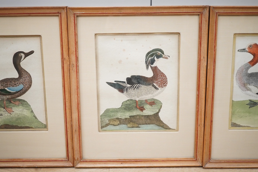 After F.N. Martinet (French, 1731-1800), set of four coloured engravings, ducks, 20 x 16cm. Condition - good